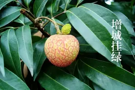 一粒荔枝55万，一颗草莓20万，盘点全球最贵水果，有何特别之处图片