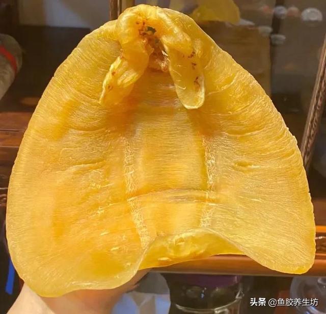 四大赤嘴鱼胶排名 赤嘴鱼胶产地哪里?最好