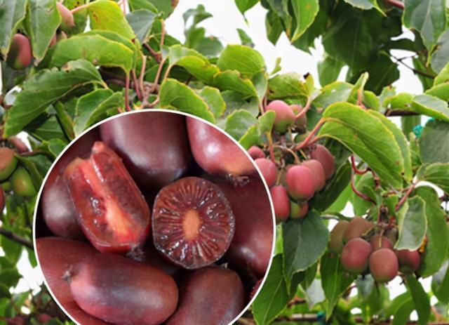 若你家乡还有它们，请你保护起来，不要让外人采挖，市场行情不错