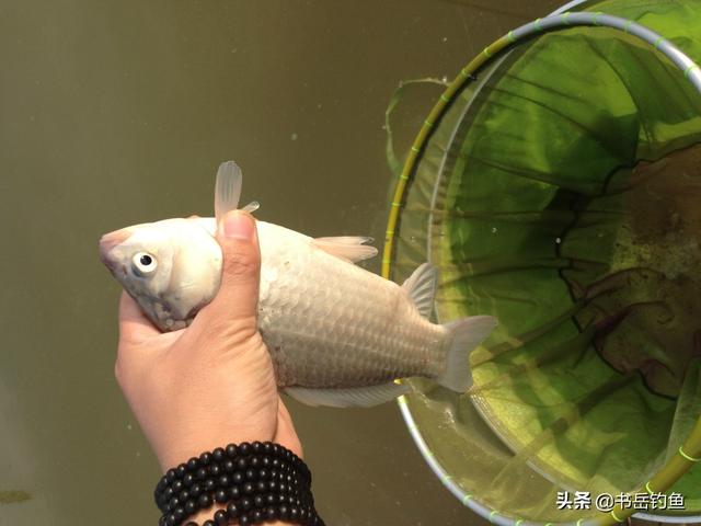 大米钓鱼不如小米好用？片面！只因用错了方法，错过了爆护的时机
