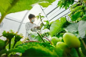 河北滦州：樱桃大棚疏果忙图片