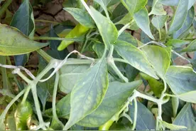 辣椒叶子卷起来了是什么原因？要解决这个问题，一定要知道这7点图片