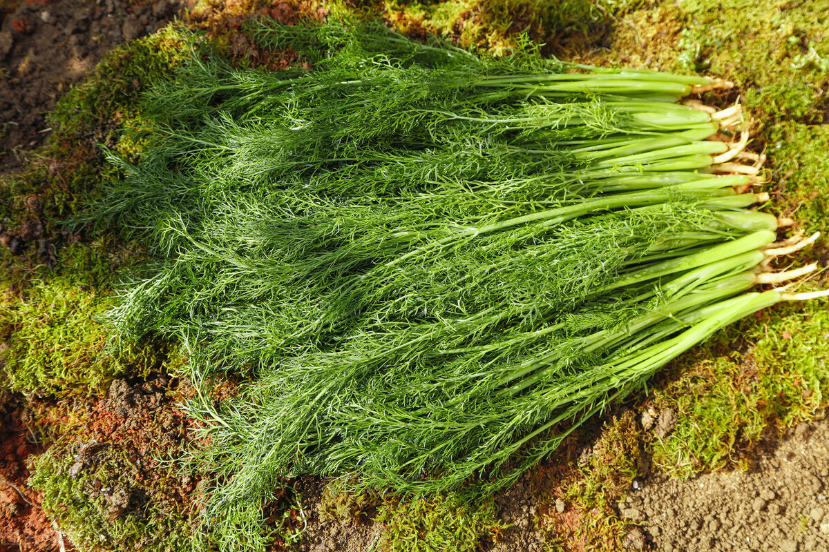 _“小雪吃一宝,不劳医生帮”,明天小雪,“1宝”指的啥?怎么做_“小雪吃一宝,不劳医生帮”,明天小雪,“1宝”指的啥?怎么做