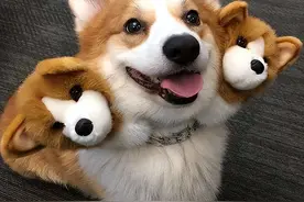 柯基“弃养率”为何越来越高？原来是这些原因，太遭人嫌图片