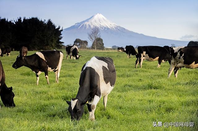 高培一百儿童草饲奶粉特含乳磷脂 多重优势引发热捧