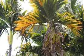 槟榔黄叶是什么导致？怎么防治？图片