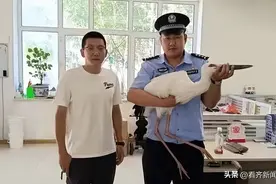 大鸟意外掉落居民家！竟是...图片