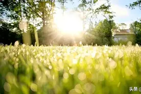 我是一个普通的高中生图片