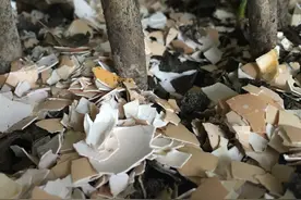 养过花的旧土，加点“佐料”，土壤肥沃恢复生机，用来养花太棒了图片