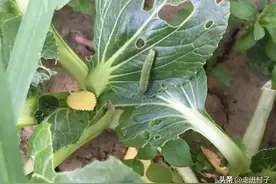 种菜不要再这样用红糖了，虫害会加重，正确的用法是这样的图片