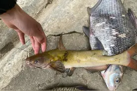 男子钓获“巨型”黄辣丁，发到网上却遭网友吐槽：你让鱼给骗了！图片