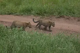 山西阳城发现三只豹子，脑袋似虎，身躯匀称，夜间在林中四处游荡图片