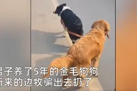 边牧吃醋将主人养了5年金毛拐跑，网友：我都没他聪明图片