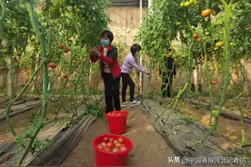 河北徐水：乡野好风景 春游乐不停图片