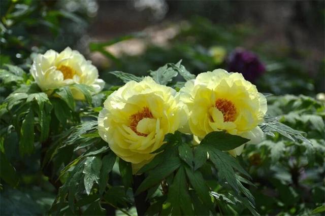 春游云南丨春天来楚雄，赏花、拍花、吃花！