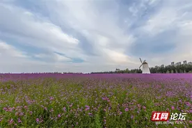 3亿元打造的长沙花海，薰衣草盛开香气扑鼻，不要门票景色很美图片
