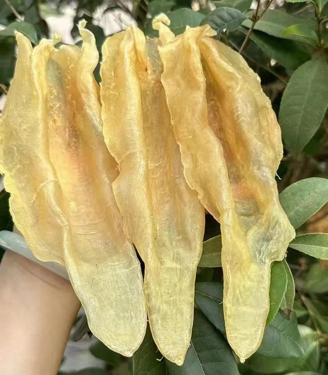最贵的鱼胶多少钱一斤 最贵鱼胶多少钱一斤2023年价格