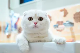 猫拉不出来屎怎么办图片