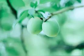 「诗词鉴赏」一枝青梅诗意多，古诗词中的青梅，青梅诗酒趁年华图片