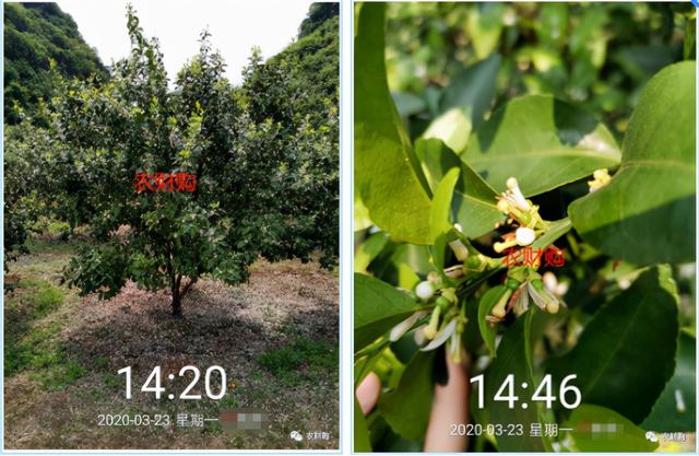 5个真实果园案例分析！下肥、保果、打药工作详解，对号入座