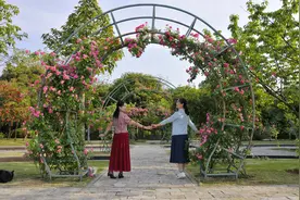 柳州河东公园藤本月季“安吉拉”进入盛花期图片