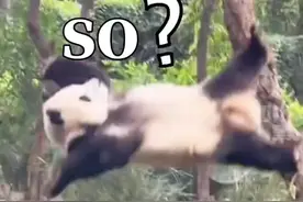 绝不让观众白买票！四川成都一大熊猫爬树摔跤，网友调侃：熊猫摔成了熊垫子图片