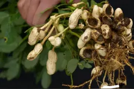 花生地下虫严重，教你花几块钱自配拌种剂拌种，后期不烂果结果多图片