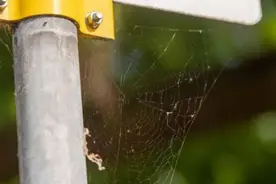 科学家：蜘蛛网或可帮助人们追踪空气中的微塑料含量图片