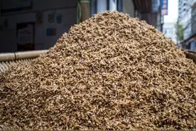 如果你家附近有这些厂子，那养牛养羊就省大钱了图片