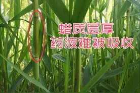 芦苇杀不死？试试这个配方，轻松根除（附带玉米田芦苇的治方法）图片