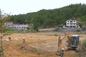 英山万亩“家养”虎杖开挖，产量稳定品质上乘图片
