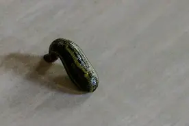 吸人血的蚂蟥，竟然是治疗肿瘤的法宝图片