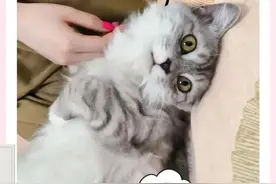 经历走失事件后的小猫咪怡宝，变得越来越乖巧、懂事和感恩图片