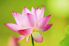 荷花开始进入盛放期！厦门赏荷地图来了→图片