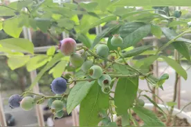 蓝莓树的养殖方法和注意事项图片