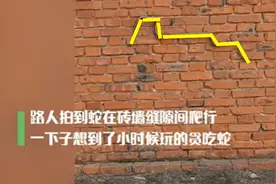 河南一蛇爬墙走，高层惊现“蛇敲窗”！高层建筑也防不住蛇了？图片