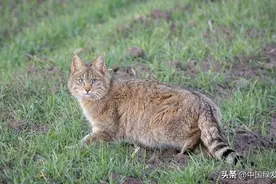 科普一下：中国的13种野生猫科动物 |绿会研究室图片