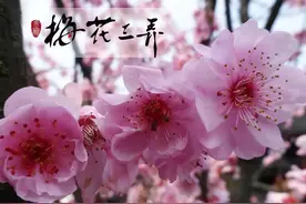 藏在古诗词里面的故事——《梅花三弄》图片