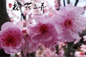 藏在古诗词里面的故事——《梅花三弄》图片