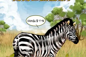 长知识！斑马是黑底白条还是白底黑条？图片