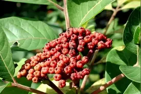 “遍插茱萸少一人”的茱萸到底是个啥玩意？图片