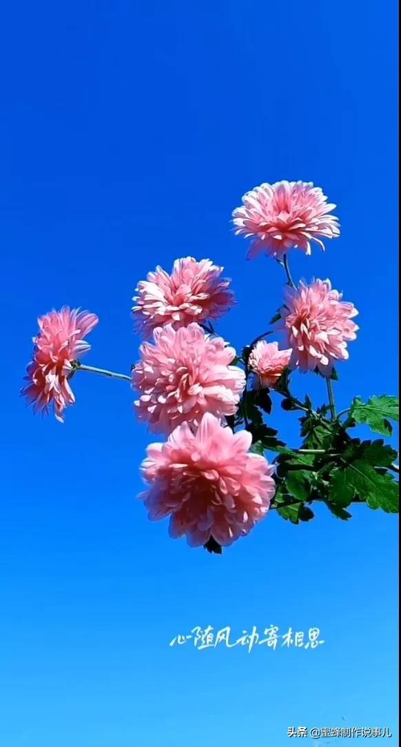 一束鲜花，醉蓝天