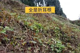 9种常见野菜的好处与吃法，作用一个比一个大，味道一个比一个鲜图片