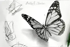 超详细的蝴蝶结构画法，看完秒懂图片