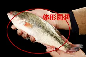 买鲈鱼时，挑“大肚子”还是“小肚子”的，差别大，搞懂了再买图片