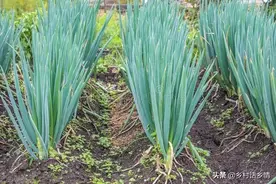 葱和韭菜用什么肥料长得茎秆粗壮？很多人忽视了，老菜农教你图片