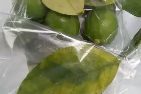 柑橘黄化的原因及解决方法，终于有救了图片