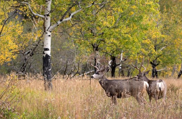 最大生物潘多树林:体重超6000吨,活了8万年,现在正被慢慢吃掉