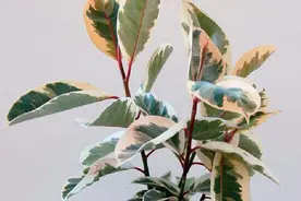 8种“观叶花”，叶子比花还美，不用等开花，摆在家里就是风景图片