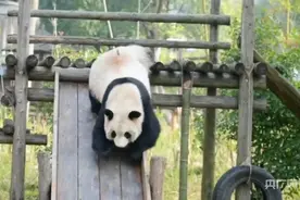 爬树、打滚、溜滑梯……湖南长沙生态动物园的“冰墩墩”有点萌图片